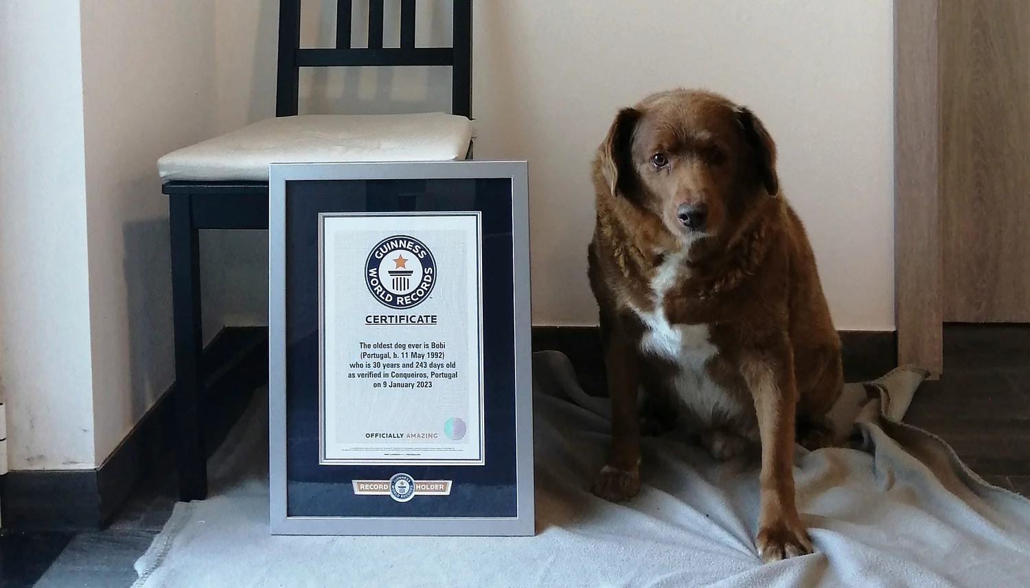 Verdens Eldste Hund Feiret Bursdag TV 2 verdens-eldste-hund-feiret-bursdag-tv-2