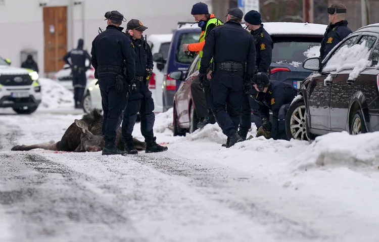 Politiet: Elgen i Oslo er skutt og død - TV 2